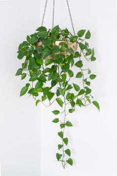 6 inch pothos 6 in. Golden Pothos – Mobile Roots