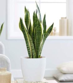 10 in. Snake Plant Variety  Mobile Roots