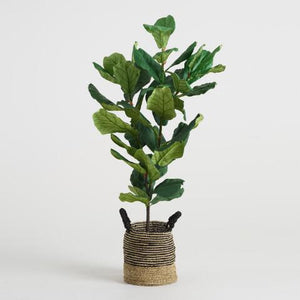 14in. Fiddle Leaf Fig