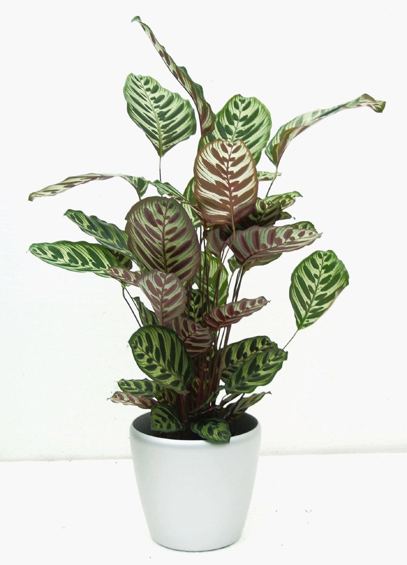 10 in. Calathea Makoyana 'Peacock Plant' – Mobile Roots