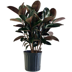 10 in. Ficus Elastica- 'Rubber Tree Plant'
