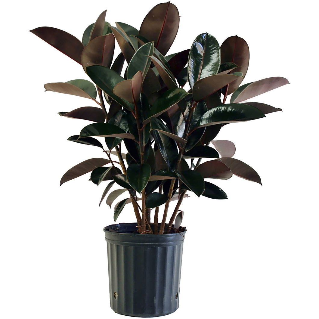 10 in. Ficus Elastica- 'Rubber Tree Plant'