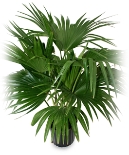 Chinese fan palm