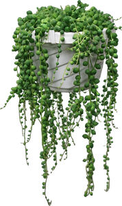 6 in. String Of Pearls