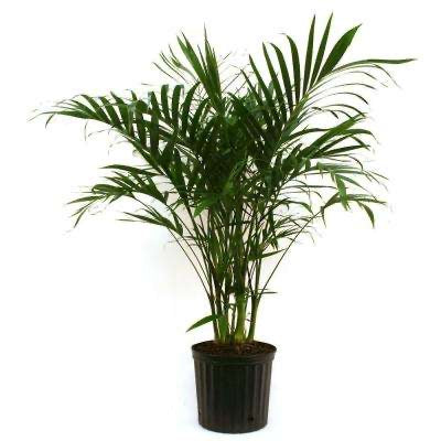 Majesty palm