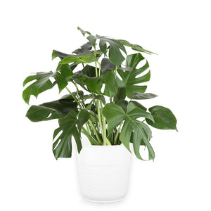 10 in. Monstera Deliciosa - 'Swiss Cheese Plant'